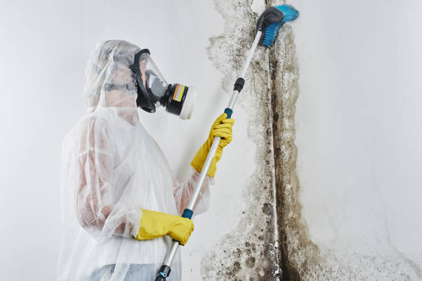 Best Fast Mold Removal  in Guyton, GA