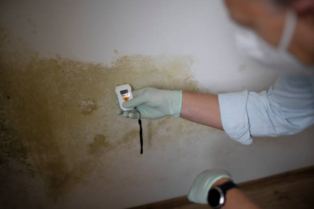 Best Mold Damage Repair  in Guyton, GA