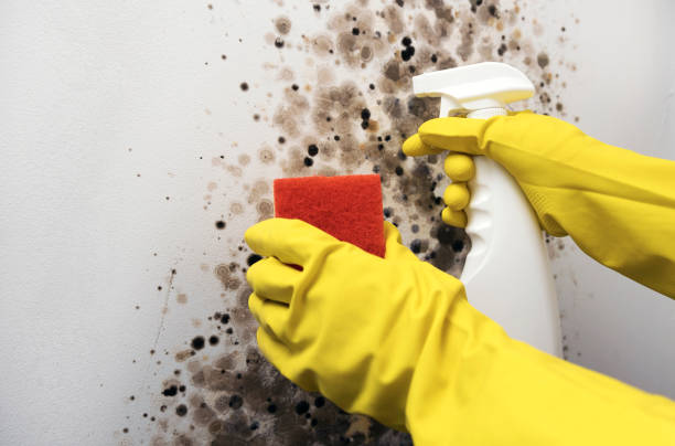 Best Fast Mold Removal  in Guyton, GA