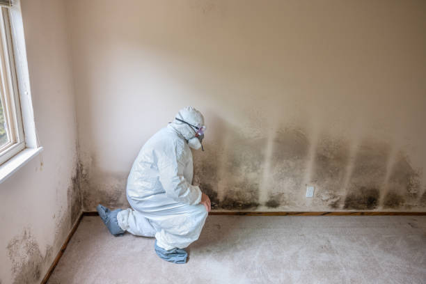 Best Attic Mold Removal  in Guyton, GA