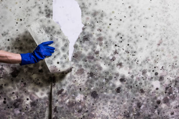 Best Professional Mold Removal  in Guyton, GA